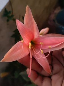 Amaryllis Bulb 1