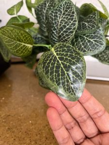 Artificial Plant