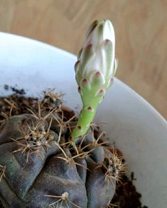 Variegated Cactus
