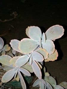 kalanchoe levender scallops succulent plants