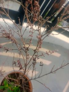 Tulsi Dry Lkdi  For Pooja
