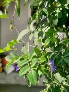 Aparajita Flower Seeds