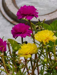 Portulaca Flower Plant 4 inch Cutting 7 Colours