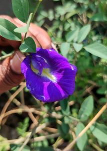 Butterfly Flower Seeds Blue