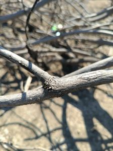White Aakda Dry Sticks