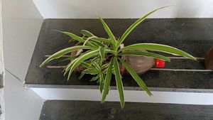 spider plant with babies