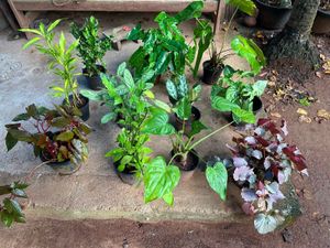 11 Live Root Plants