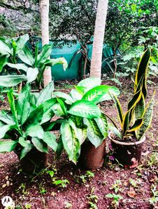 Dieffenbachia &amp; Snake Plant Duo