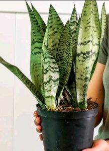 Air Purifier Snake Plant , Pack Of 2