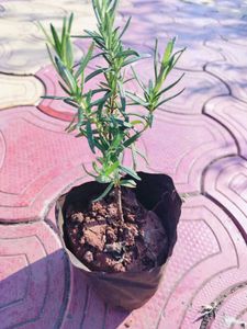 Rosemary Live Plant