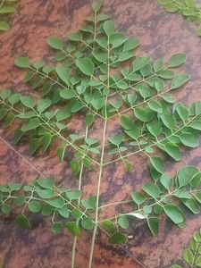 Fresh Moringa Leaves