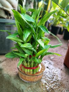 Lucky Bamboo Arrangement.