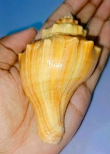 Natural Seashell Decor