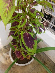 Cockscomb Celosia Seeds