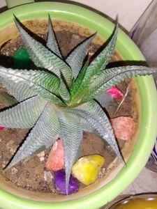 Choose Any Plant @49rs