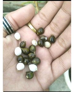 Vejjanti Ke Bij