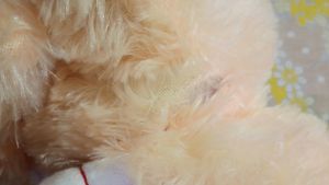 Light Peach Teddy Bear