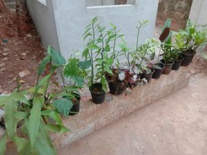 10 Plants