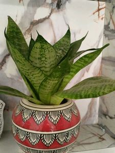Baby/Dwarf Snake  Plant