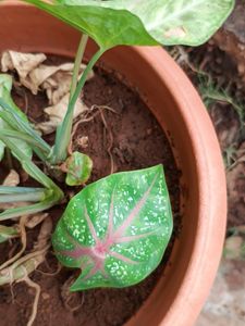 rare red veined Caladium and syngonium
