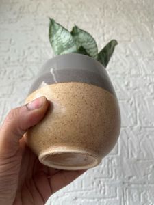 Live Snake Plant Desk Size Pot