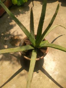 Combo 1 Alovera Nd 2 Blub Rajnigandha Plant