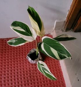 Set 2 Evergreen Money &amp; NeverNever Plants &amp; pot