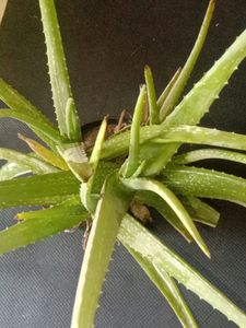 Alovera Plant