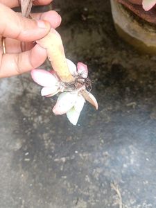 Home Plant
