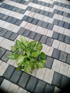 10 Live Root Plants