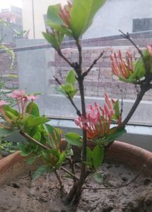 Pink Dwarf Xlora 3yrs Old Plant