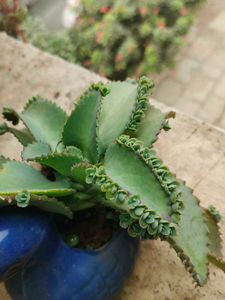 Baby plants "Mother Of million"