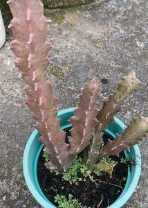 Caralluma Umbellata