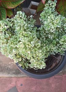 Natural Plants For Sale .