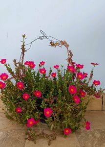 Portulaca Cuttings 5-6
