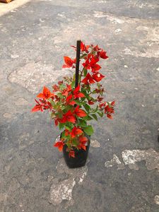 Bougainvila Plant Pack Of 2