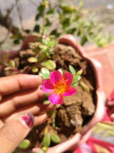 Plant 3 Colour