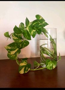 5 Plants Combo 3 Money Plant And 5 Beautiful Flowers 🌹 ,2 Snake Plant,2 Purple Heart Plant,And1 Alove Vera Cuttings