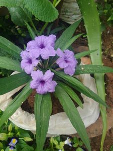 Petunia