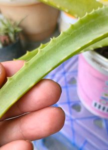 Aloe Vera for sale