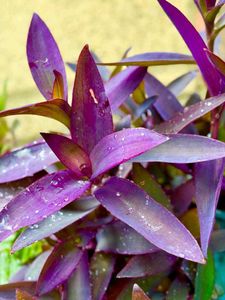 Combo Of Two Plants
