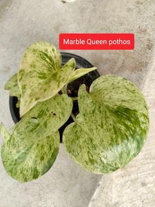 Mixed Indoor Plants