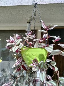 Beautiful Wandering Jew. 6 Cuttings For Discount!