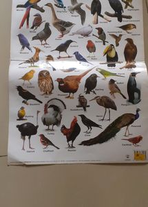 A3 Size Kids Learning Charts