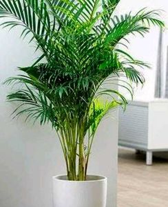 Areca Palm Plant