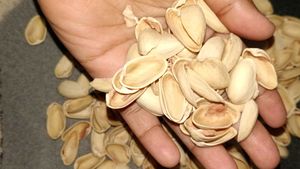 Empty Pistachio Shells