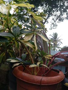 Dwarf Umbrella Tree Variegated