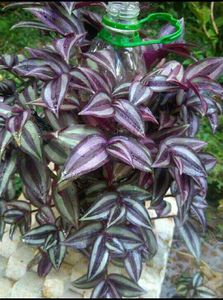 10 Live Root Plants