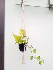 Pant in Macrame Hanger
