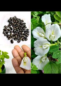 50 White Butterfly Pea Seeds ( aprajita